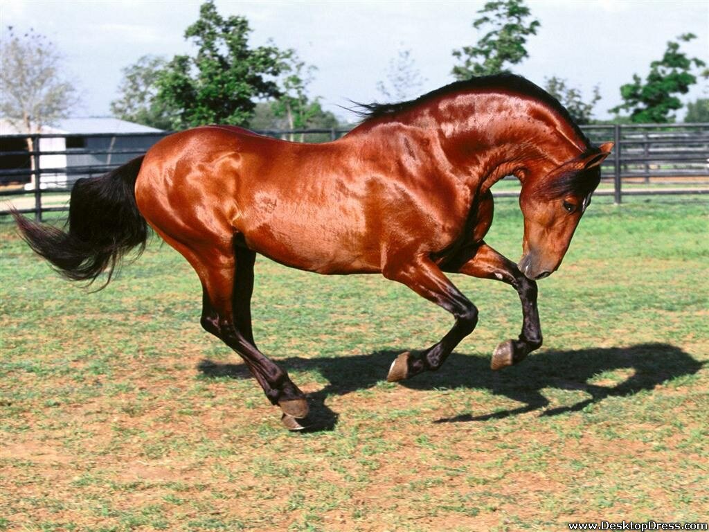 Dadivoso, Andalusian Stallion