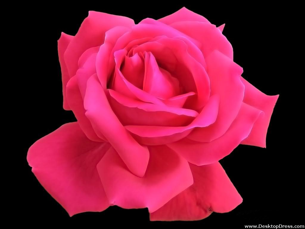 Desktop Wallpapers » Flowers Backgrounds » Deep Pink Rose » www ...