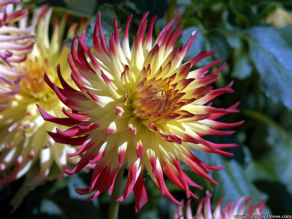 Desktop Wallpapers » Flowers Backgrounds » Pink and Yellow Dahlia » www ...
