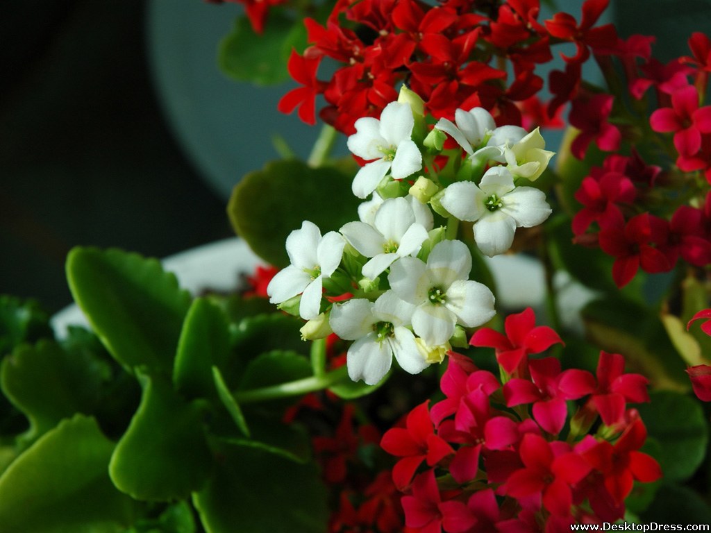 Desktop Wallpapers » Flowers Backgrounds » Red White ...